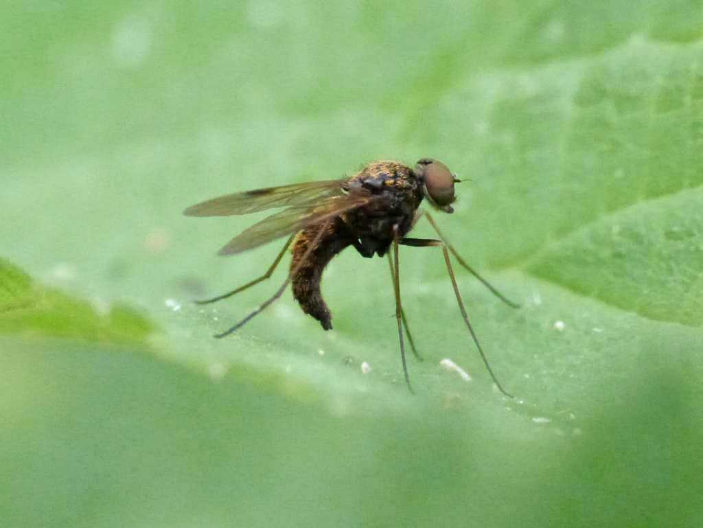 Ibisia sp.? No. maschio di Chrysopilus sp.